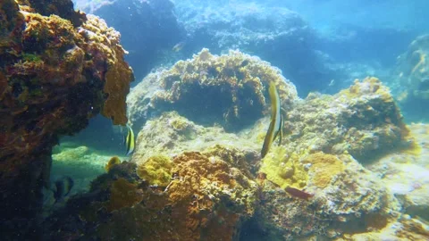 Slow motion swim dive down to the blue ocean underwater world with coral and whi Stock Footage 279143113