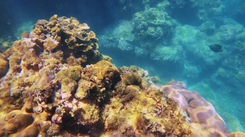 Slow motion of swimming looking down in shallow sea water to various coral and f Stock-Footage 303409591