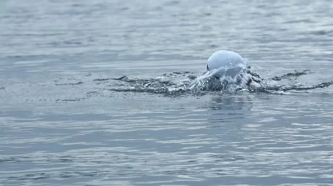 Slow motion swimming towards camera Stock Footage 40274269