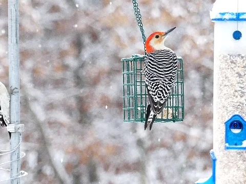 Slow Motion Swinging Red Bellied and Downy Woodpecker While Snowing 240fps Stock Footage