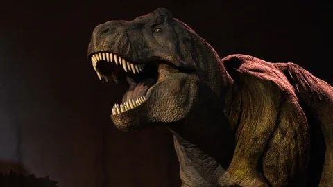 Slow motion T rex dinosaur moving close up view at Natural History Museum London Stock Footage 101426227