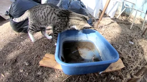 SLOW MOTION - Tabby cat stands on the edge of a bucket of water and knocks Stock Footage 164427679