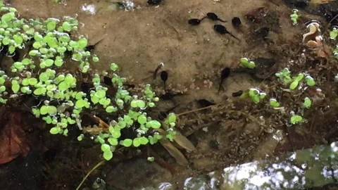 Slow Motion Tadpole (frog Larva) at pond edge Stock Footage 240129660