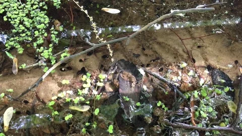 Slow Motion of Tadpole, Frog Larva, in Pond Shallows Stock Footage 240129747