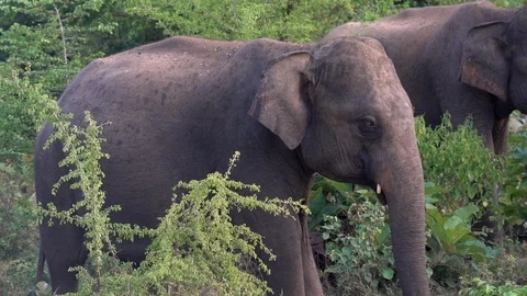 Slow motion take of an elephant walking around. Stock Footage 89475395