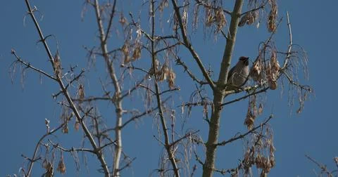 Slow motion take off Wild bird Bohemian Waxwing or Bombycilla garrulus sittin Stock Photos