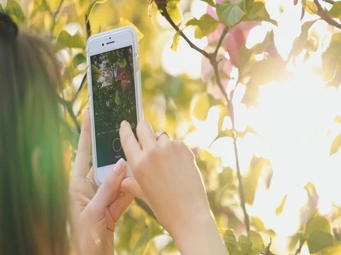 Slow motion: taking pictures of blooming magnolia tree flowers with smartphone. 스톡 동영상 75690757