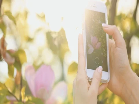 Slow motion: taking pictures of blooming magnolia tree flowers with smartphone. Stock-Footage 75690782
