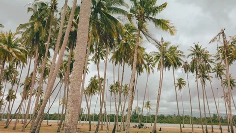 Slow motion of tall coconut trees Stock-Footage 105840856