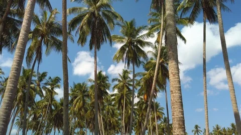 Slow motion of tall coconut trees with white cloud and blue skies Stock Footage 105960517