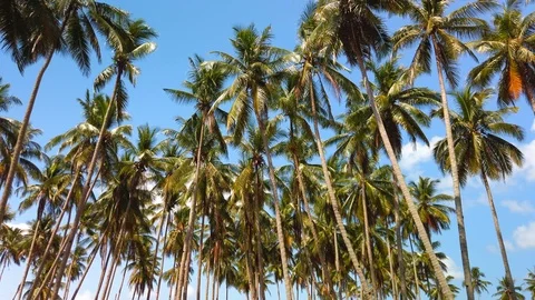Slow motion of tall coconut trees with white cloud and blue skies Stock Footage 105978597