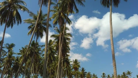 Slow motion of tall coconut trees with white cloud and blue skies 스톡 동영상 105979314