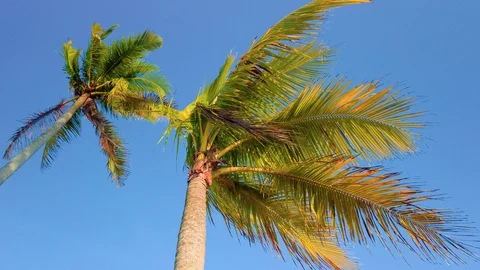 Slow motion of tall coconut trees with white cloud and blue skies Stock Footage 106364100