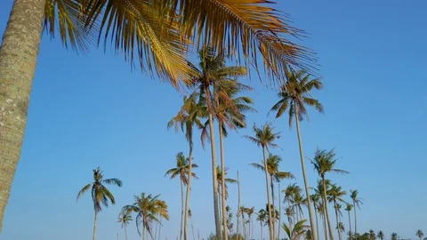 Slow motion of tall coconut trees with white cloud and blue skies Stock Footage 106364367