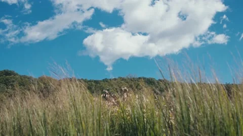 Slow motion tall grass moving in the breeze with mountains in the background Video stock 165766927