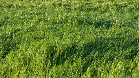 Slow Motion of Tall Green Grass Swaying in Wind on a Sunny Day (No Background) Stock Footage 310516072