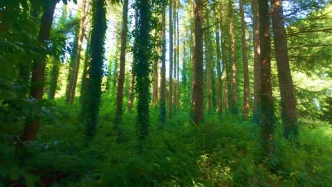 Slow motion tall trees covered in green ivy in dense forest Stock Footage 340437219