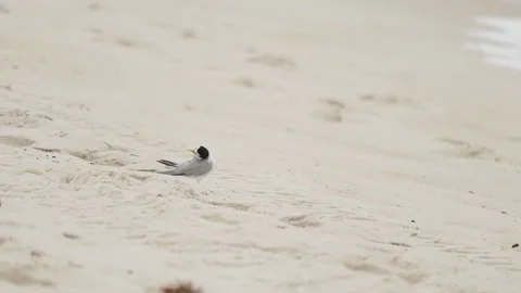 Slow Motion of Tern Cleaning Itself and Preening on Gulf Coast Beach Stock Footage 133098110