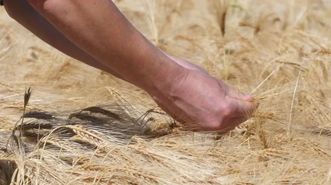 Slow motion of testing ripe barley with his fingers Stock-Footage 51783883
