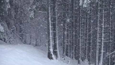 Slow motion. thick falling snow in a coniferous forest. slowly falling snow Stock Footage 170553270