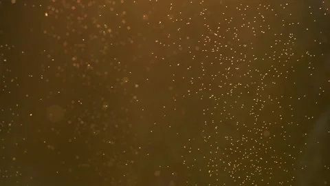 Slow motion of thousands of midges flying above field during sunset Stock Footage 172153063