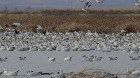 Slow motion - thousands of snow geese fly away from flock in marsh Stock Footage 68093015