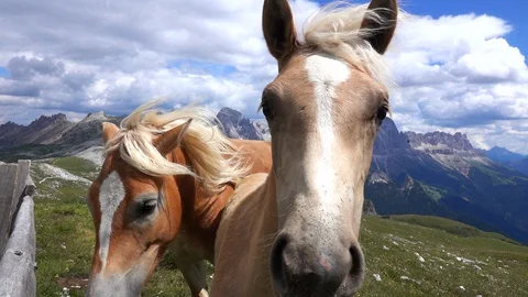 A slow motion of three beautiful Haflinger Horses resting Stock Footage 128477354