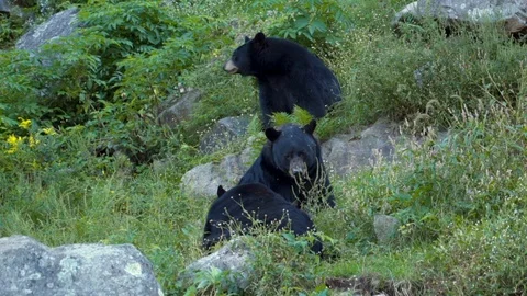 Slow Motion of Three Black Bears Sitting Among Rocks &amp; Green Vegetation Stock Footage 102709109