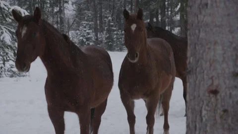 Slow Motion Three Brown Horses Stock Footage 154023721