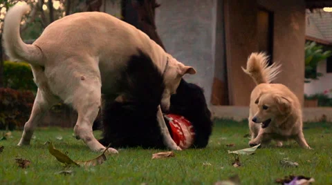 Slow motion three different dog playing together on grass field in evening Stock-Footage 68075412