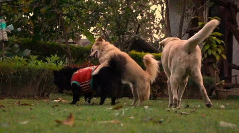 Slow motion three different dog playing together on grass field in evening Stock Footage 68075695