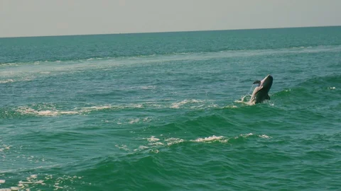 Slow motion of three dolphins jumping out of the water Stock Footage 128487912