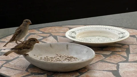 Slow motion: Three house sparrows (passer domesticus) eating birdseed from bowl Stock Footage 94432805