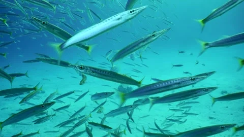 Slow motion, Three Jack fish swims inside shoal of Barracudas in blue water Stock Footage 246358628