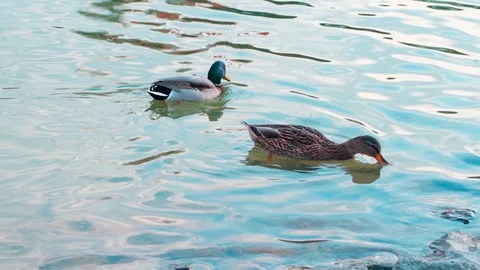 Slow motion three mallard (Anas platyrhynchos), dabbling ducks swimming in a Stock Footage 121608966