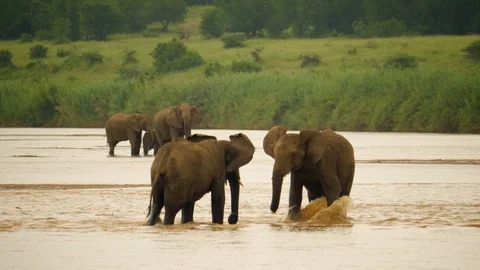 Slow motion: Three young elephants play fight in shallow river. Splash, run. Stock Footage 105273405