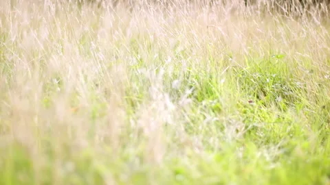 Slow motion through garden long grass on warm summer day which needs mowing Stock Footage 151591119
