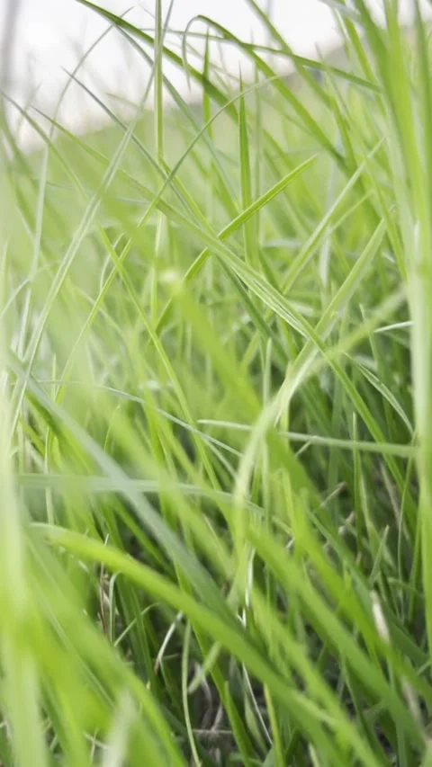 Slow motion through green grass Stock Footage 287478515