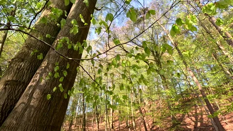 Slow motion through a spring beech forest Stock Footage 251983660