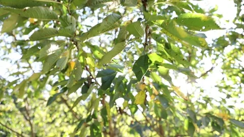 Slow motion through sunny green tree crown Stock Footage 231908889