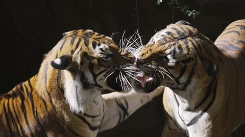 Slow motion tiger bites other tiger in the leg from behind Stock Footage 198273495