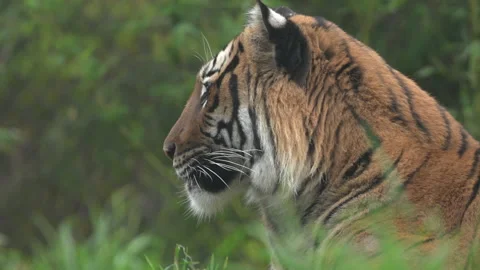 Slow Motion Tiger close up face Stock Footage 165298663