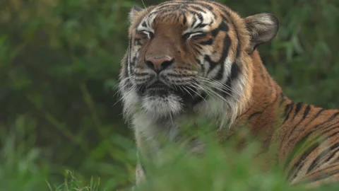 Slow Motion Tiger close up face Stock Footage 165299028