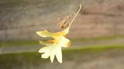 Slow motion, tiger striped spider tending at its spider web, removing yellow lea Stock Footage 118666483