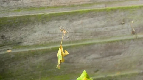 Slow motion, tiger striped spider tending at its spider web, dropping yellow lea Video stock 118666492