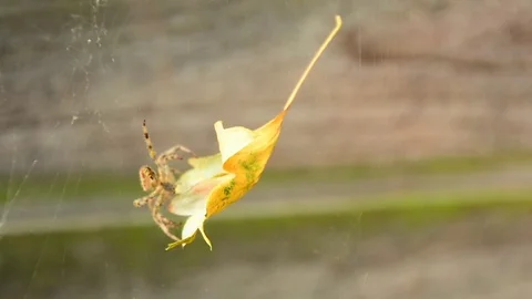 Slow motion, tiger striped spider tending at its spider web, removing yellow lea Stock Footage 118666517