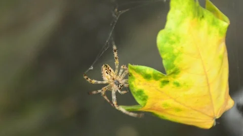 Slow motion, tiger striped spider tending at its spider web, removing yellow lea Stock Footage 118666522