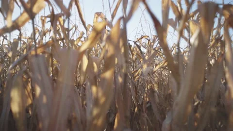 Slow Motion Tilt And Pan Harvest Corn At Sunrise Stock Footage 205955261