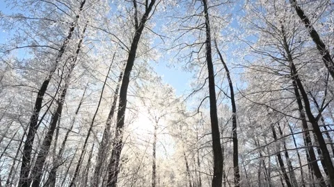 Slow motion tilt down shot of frozen trees with hoarfrost and bright sun Stock Footage 329227162