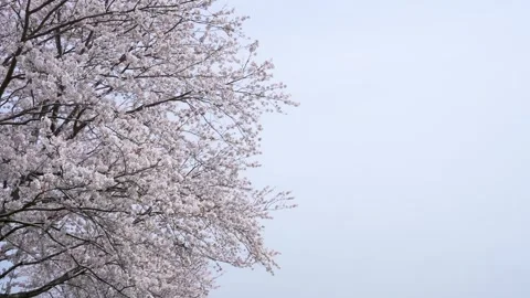 Slow Motion Tilt Down Through Cherry Blossoms Vídeo Stock 297231179